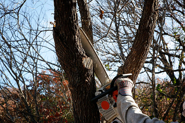 Best Emergency Tree Removal  in Mohave Valley, AZ