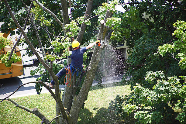 Trusted Mohave Valley, AZ Tree Care Experts